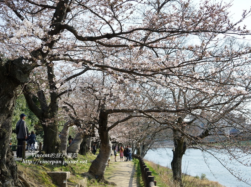 旭川畔的櫻花