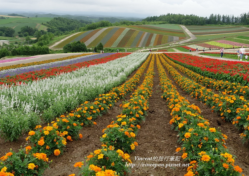 四季彩之丘花海1