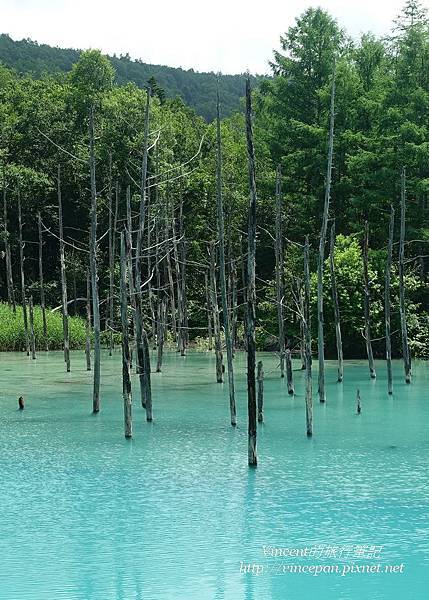 青池 枯木