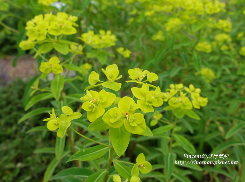 FARM GARDEN花