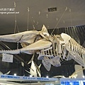 鯨魚骨骼標本
