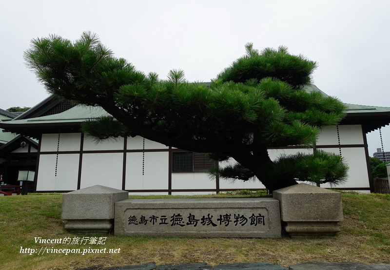 德島城博物館 松樹