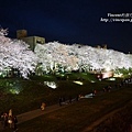 足羽川桜並木 夜櫻