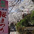 丸岡城櫻花祭