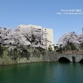 「御本城橋」櫻花