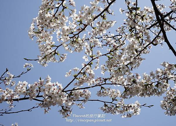 さくら通り 櫻花 天空