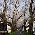 足羽川櫻花隧道2