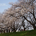 足羽川桜並木