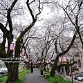 櫻花樹燈籠