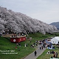 櫻花 川床