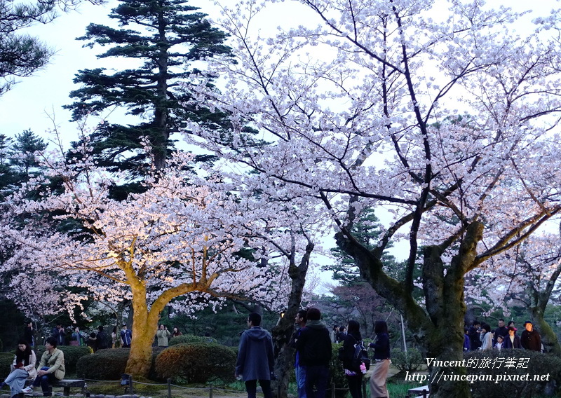 兼六園 櫻花2