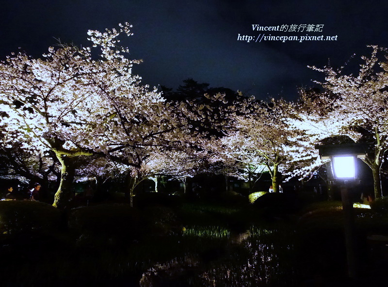 花見橋 夜櫻 