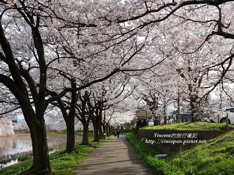 高田公園入口櫻花隧道1