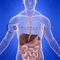 stock-photo-digestive-system-19989169[1].jpg