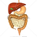 stock-photo-digestive-system-35717578[1].jpg