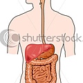 stock-vector-human-digestive-system-25787641[1].jpg