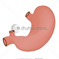 stock-vector-stomach-39151846[1].jpg