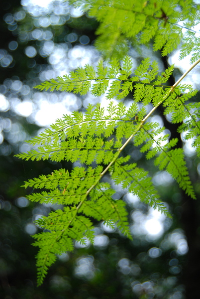 DSC_2454.JPG DSC_2454.JPG