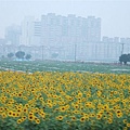 這可是獅子座的代表花
