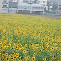 2006_1231