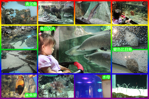 奇珍異魚_990910.jpg