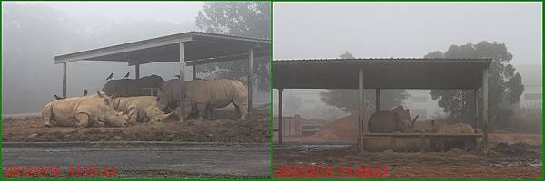 1010215_六福莊村動物園7犀牛