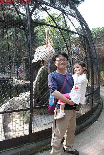 1010505_新竹動物園鵜鶘