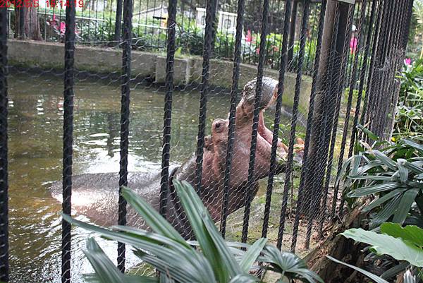 1010505_新竹動物園河馬