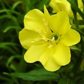 Evening Primrose