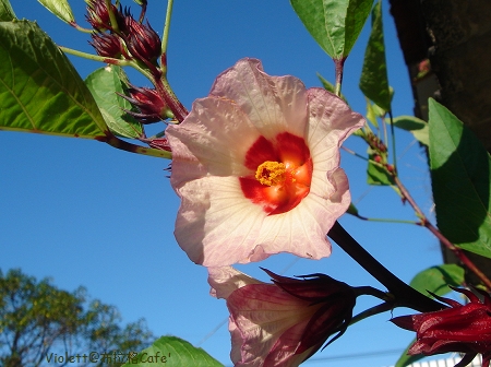 DSC08310 DSC08310
