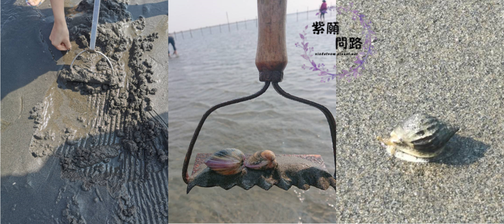 王功漁港 觀光採蚵車9.png