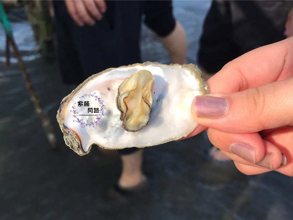 王功漁港 觀光採蚵車11.png