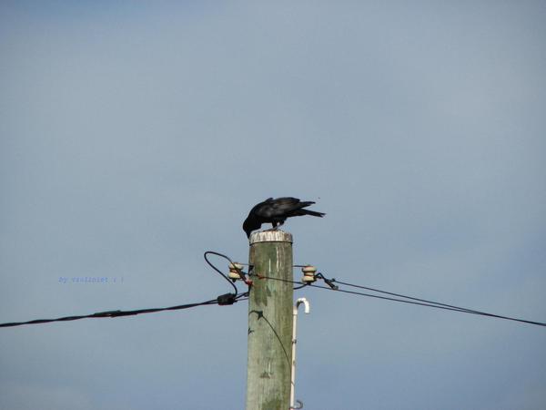 18. A Crow