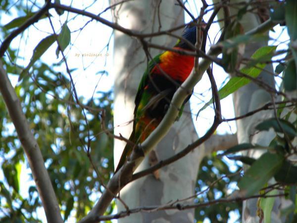 23. Rainbow Bird