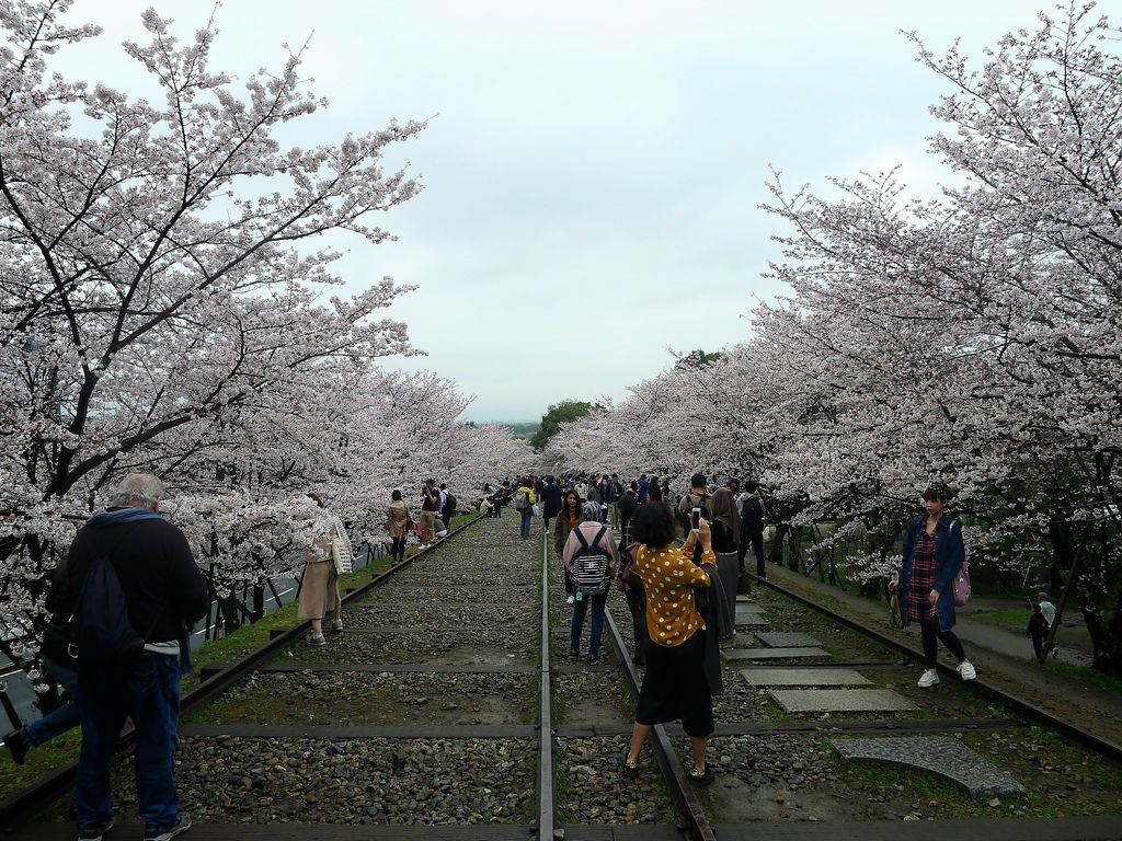 京都賞櫻景點 5公尺的櫻花鐵道蹴上傾斜鐵道 琵琶湖疏水 岡崎疎水 這是哈魯的小人物上籃 痞客邦 京都賞櫻景點 5公尺的櫻花鐵道蹴上傾斜鐵道 琵琶湖疏水 岡崎疎水 這是哈魯的小人物上籃 痞客邦