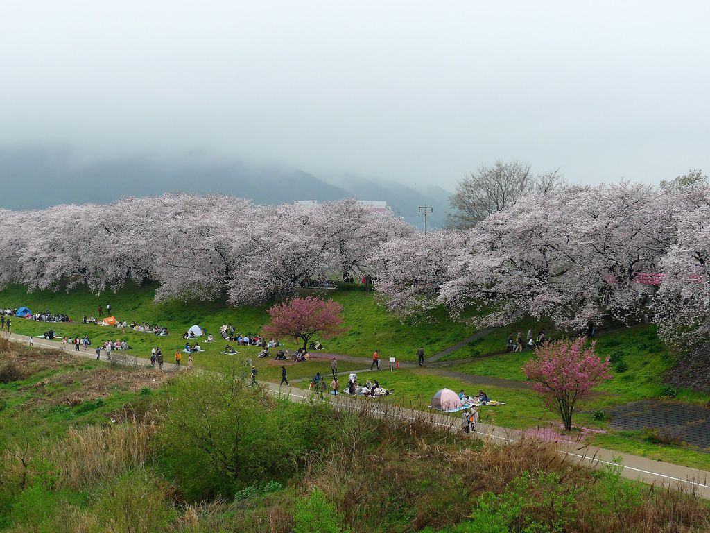 京都賞櫻景點 八幡市淀川河川公園背割堤 總長1 4公里的夢幻櫻花隧道 這是哈魯的小人物上籃 痞客邦 京都賞櫻景點 八幡市淀川河川公園背割堤 總長1 4公里的夢幻櫻花隧道 這是哈魯的小人物上籃 痞客邦