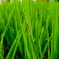 晴耕雨讀