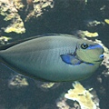 高鼻魚(絲尾鼻魚)