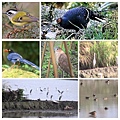 宜蘭礁溪玉田賞鳥 Bird-watching in Yui-Ten, Chiaohsi Township