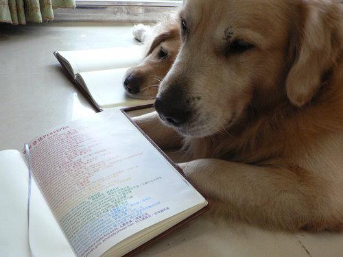 studying.jpg