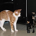 貓舞者1.jpg