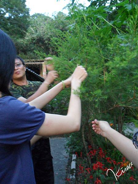 香草植物介紹