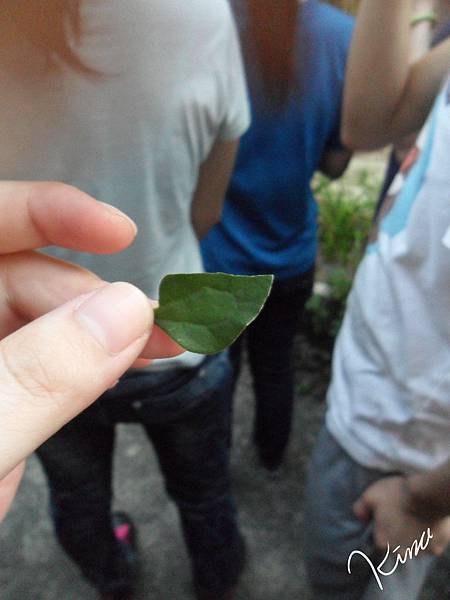 香草植物介紹