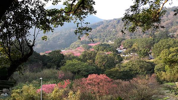 陽明山櫻花