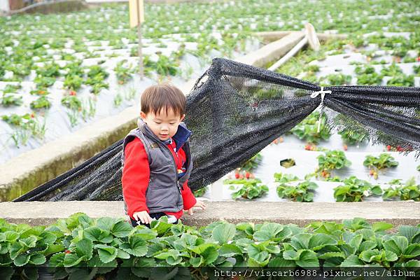 2014元月泰安日出溫泉