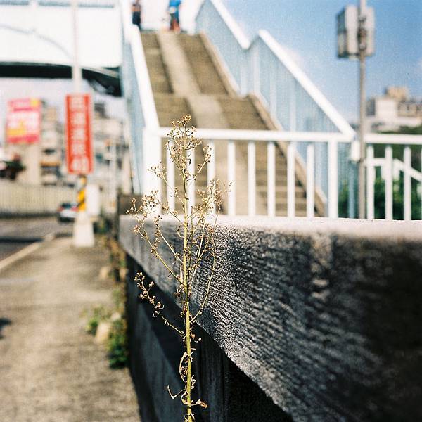 M1806-17-CN-120-1925-Kodak_Portra400-堤外-新店-Rolleiflex2809.jpg