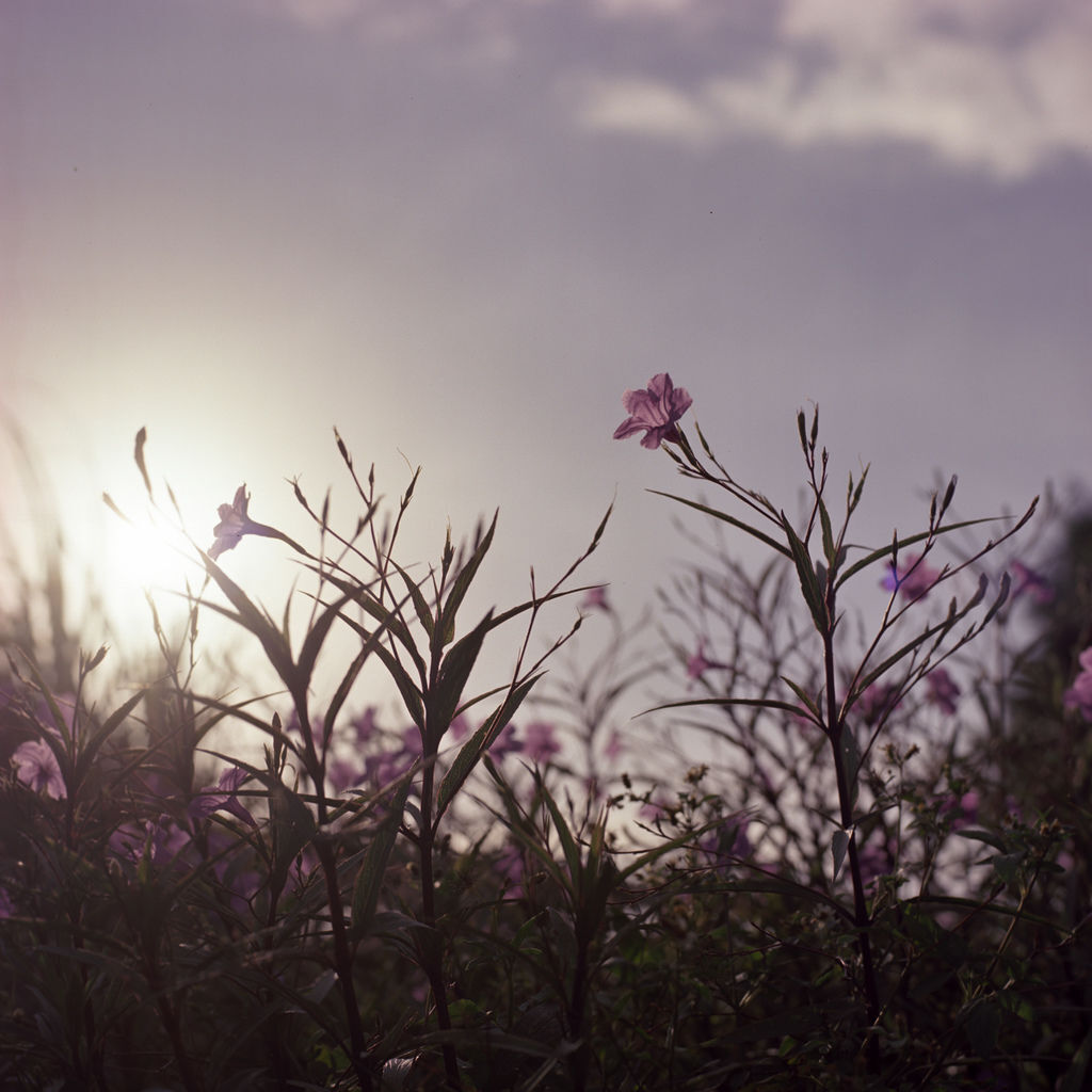 20180710-250D109.jpg 20180710-250D109.jpg