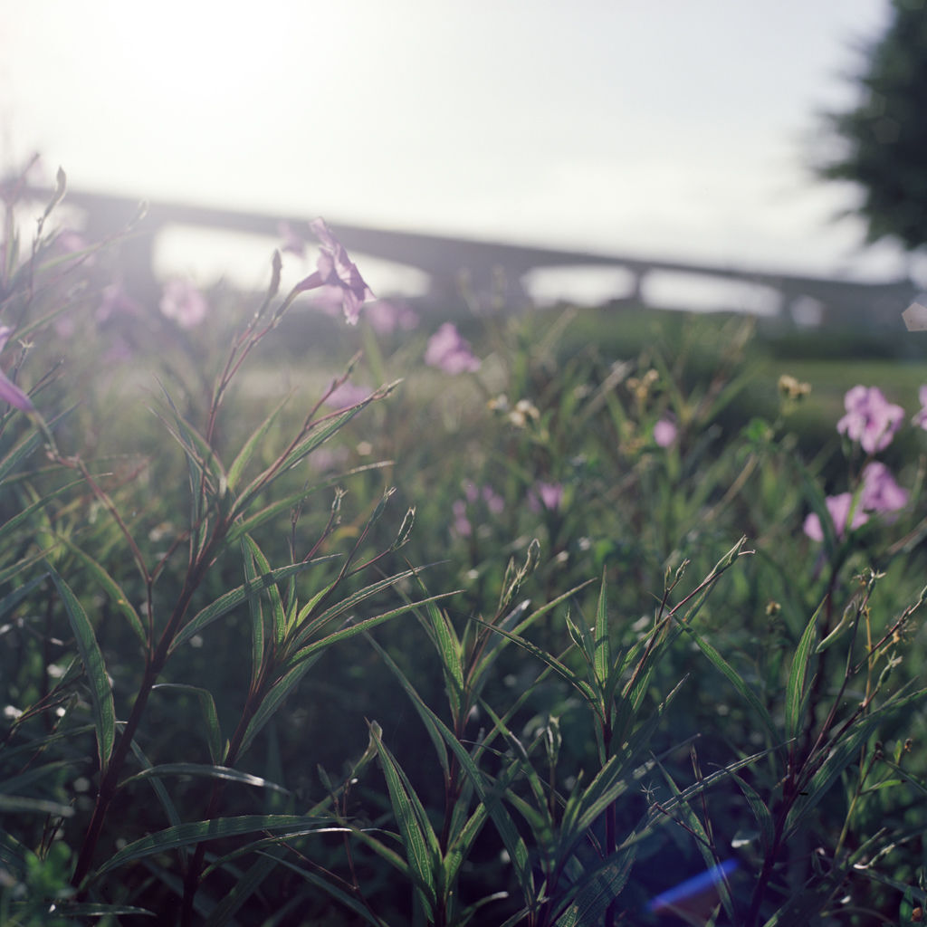 20180710-250D118.jpg 20180710-250D118.jpg