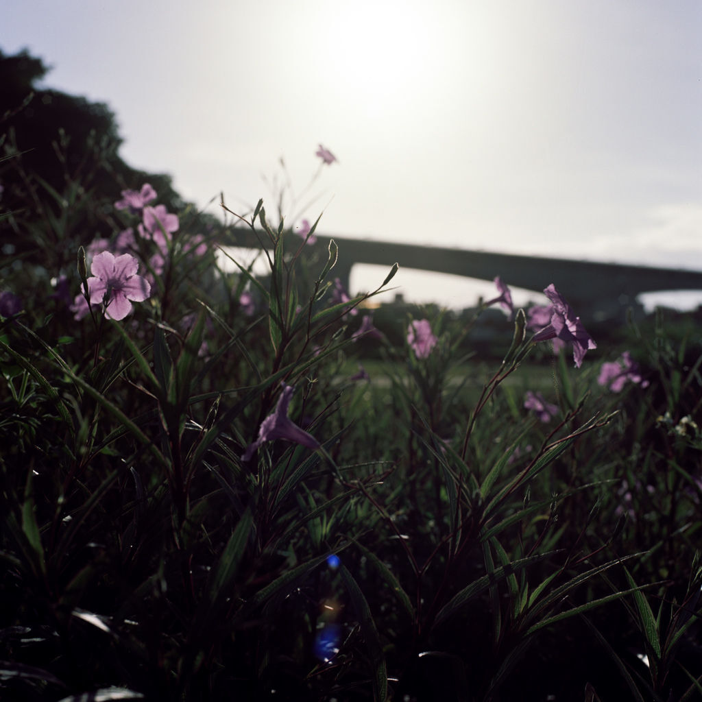 20180710-250D120.jpg 20180710-250D120.jpg