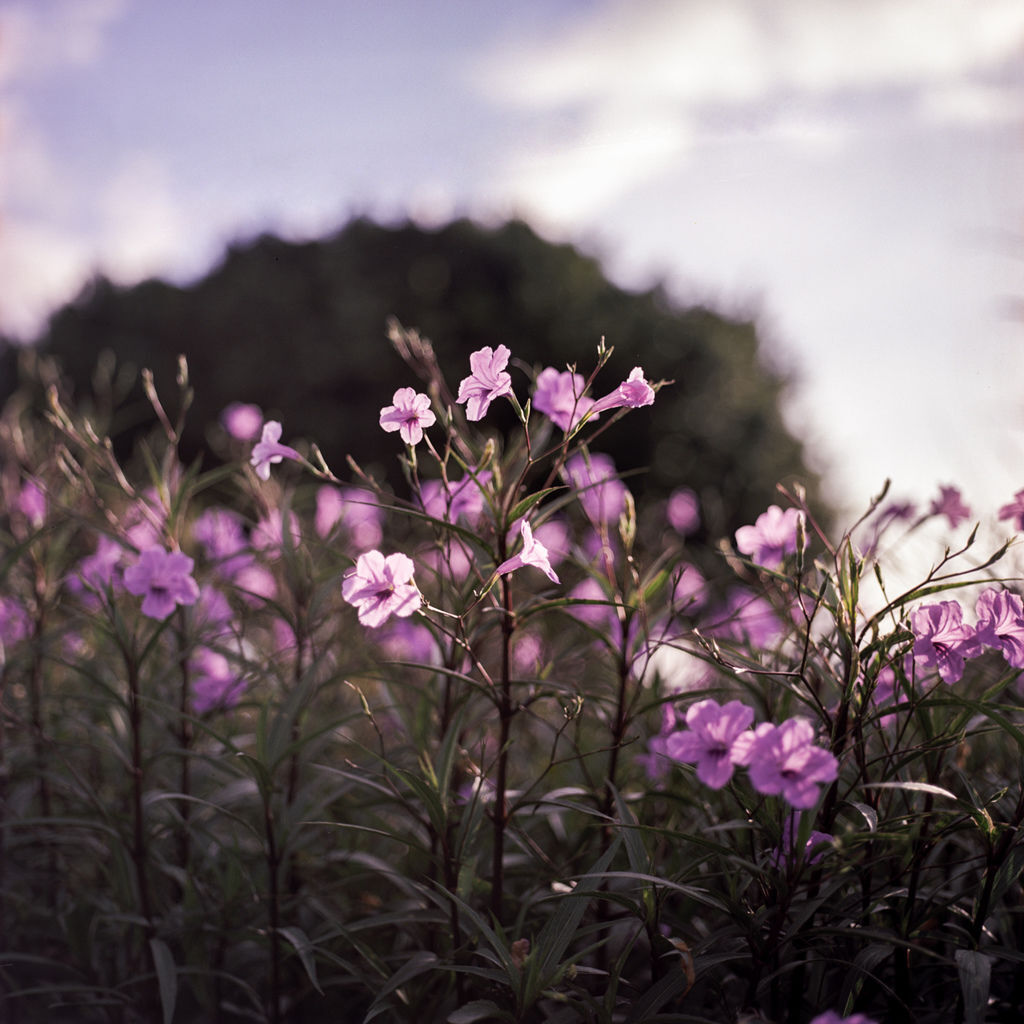 20180710-250D116.jpg 20180710-250D116.jpg